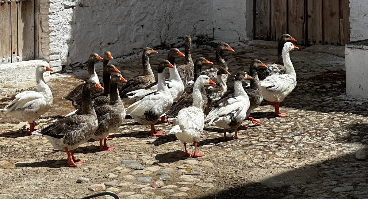 Von Gänsen bis Pferden: Tierhaltung im ökologischen EVOO