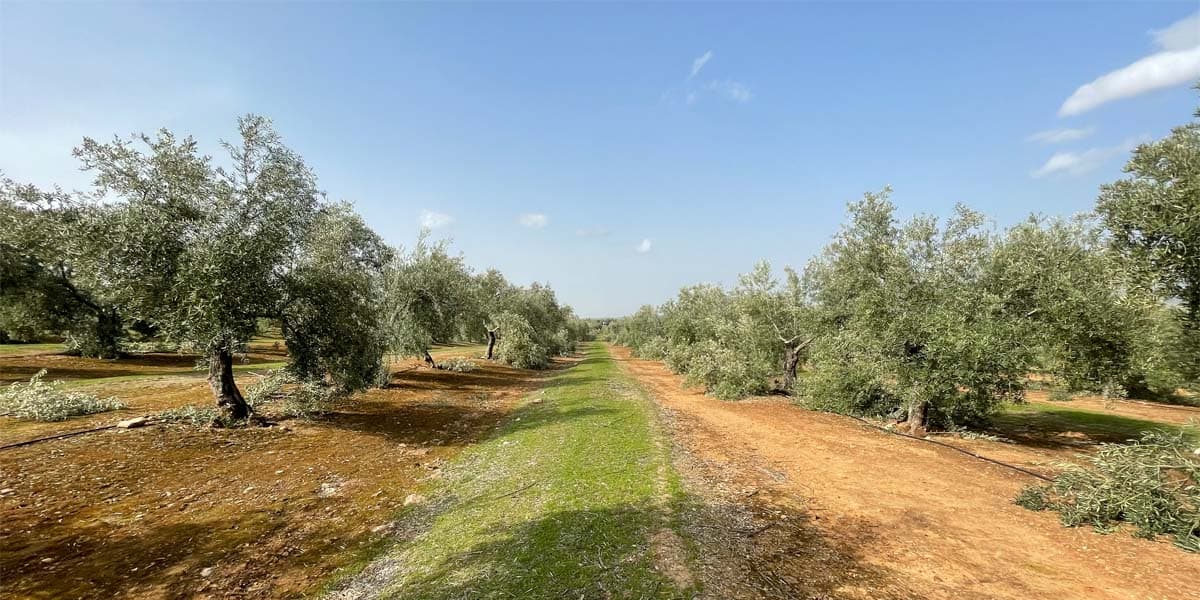 Características del Aceite de Oliva Virgen Extra Ecológico