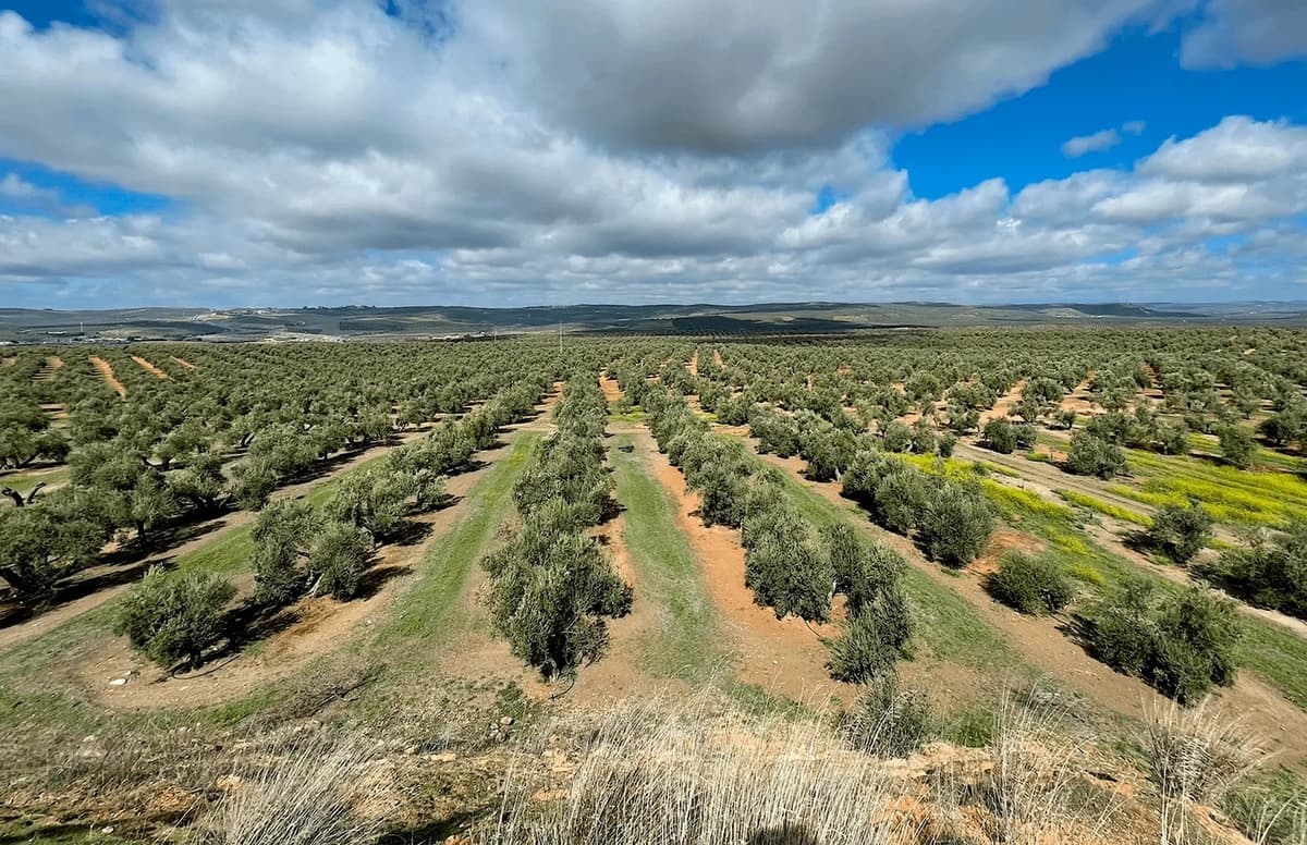 Más allá del sabor: Por qué el aceite ecológico es una decisión ética