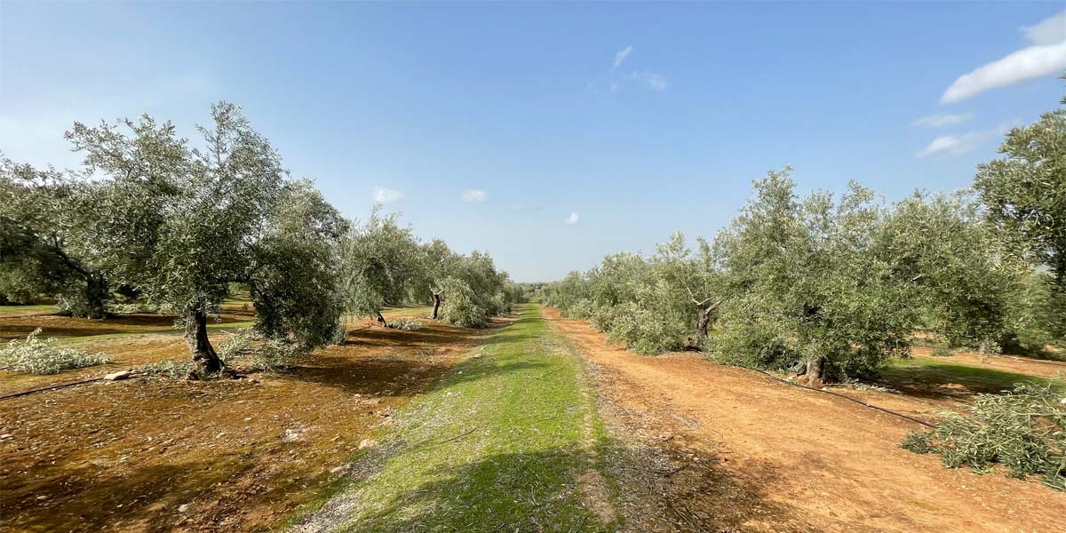 El Aceite de Oliva Virgen Extra Ecológico