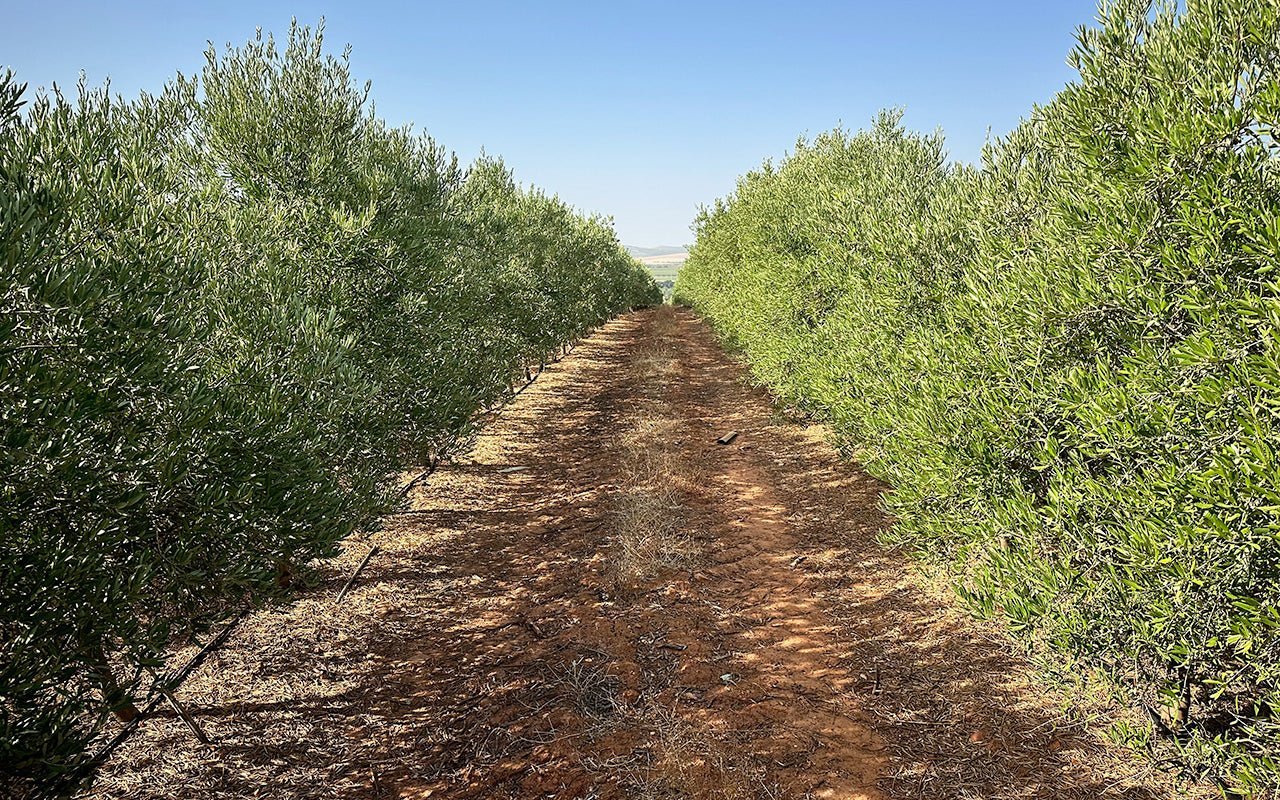 Plantación intensiva arbosana decorativa articulo clasificacion aceites de oliva