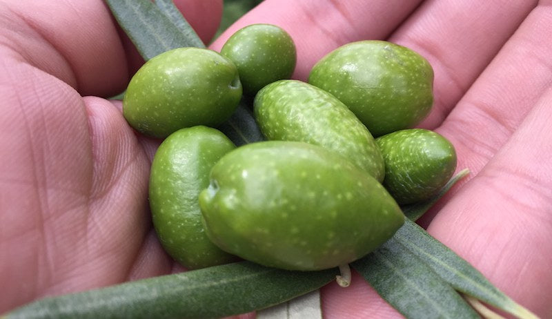 Aceituna Picual