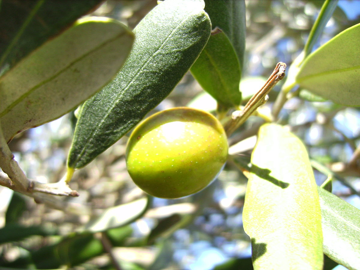 Aceituna Hojiblanca