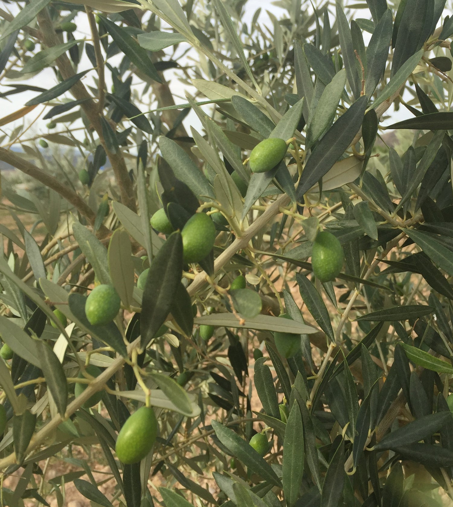 Aceitunas de la variedad empeltre