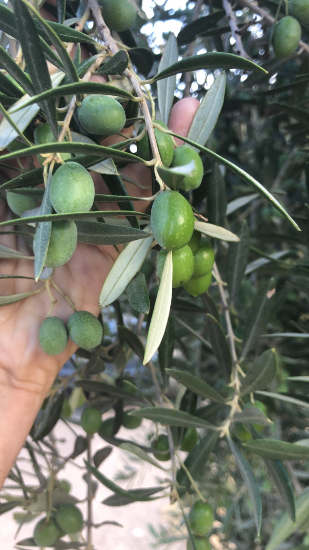 Aceituna Lechín de Oro del Desierto